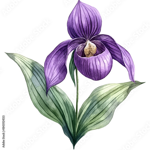 Ladyas Slipper Flower, watercolor illustration featuring soft shadows and luminous, isolated on a white background.