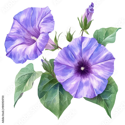 Ipomoea Flower, watercolor vector depicting playful antics, isolated on a white background.