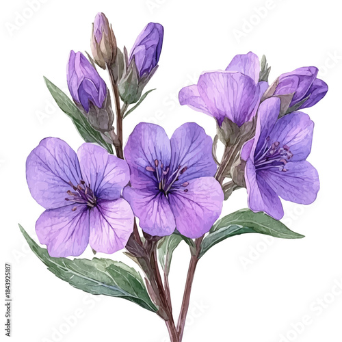 Honesty Flower, watercolor clipart showing delicate textures and whimsical forms, isolated on a white background.