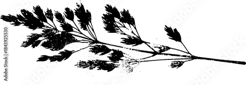 Black and white stencil illustration of thin grass stalk for nature art and design
