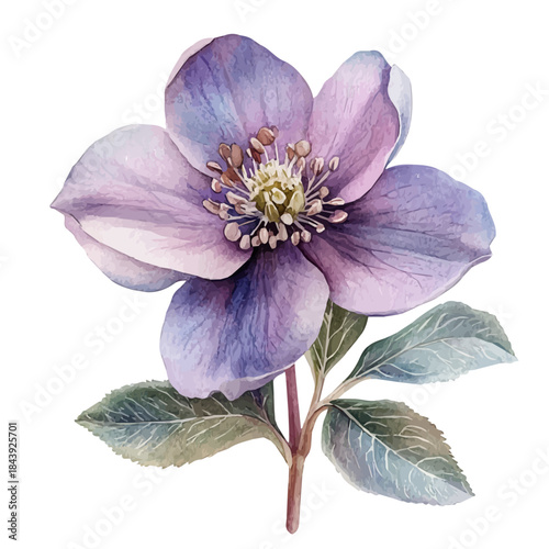 Photos Hellebore Flower, watercolor vector depicting playful antics, isolated on a white background