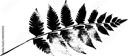 Abstract evergreen leaf stencil art - black and white nature silhouette for creative design