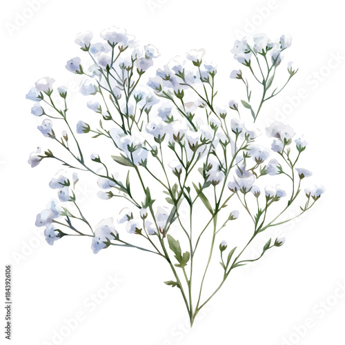 Gypsophila Flower, watercolor illustration featuring soft shadows and luminous, isolated on a white background.