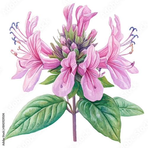 Monarda Flower, charming watercolor vector with soft tones and graceful design, isolated on a white background.