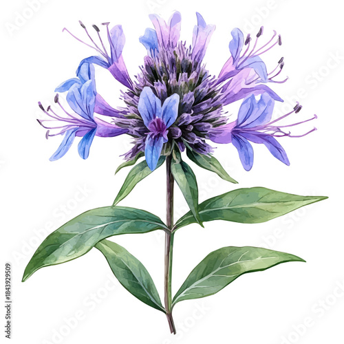 Monarda Flower, charming watercolor vector with soft tones and graceful design, isolated on a white background.