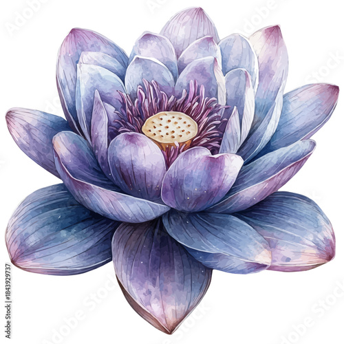 watercolor of Lotus Flower graphic, isolated on a white background.
