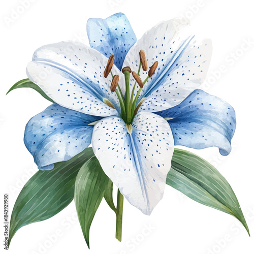 Lily Flower, vibrant watercolor vector illustration with flowing and detailed brush strokes, isolated on a white background.