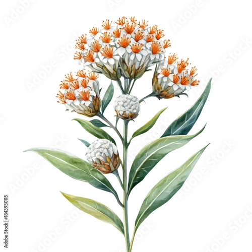 Leucospermum Flower, charming watercolor vector with soft tones and graceful design, isolated on a white background.