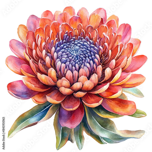 watercolor graphic of Leucospermum Flower, isolated on a white background.