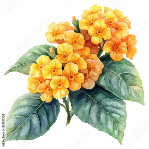 Lantana Flower, charming watercolor vector with soft tones and graceful design, isolated on a white background.