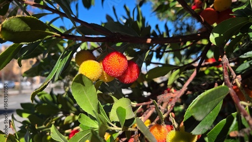 Billede på lærred Arbutus unedo fruit cluster on tree branch in sunlight