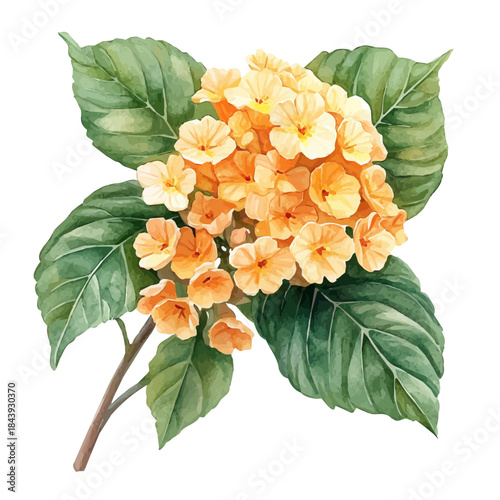 Cuadro en lienzo Lantana Flower, delicate watercolor illustration vector with soft and elegant colors, isolated on a white background