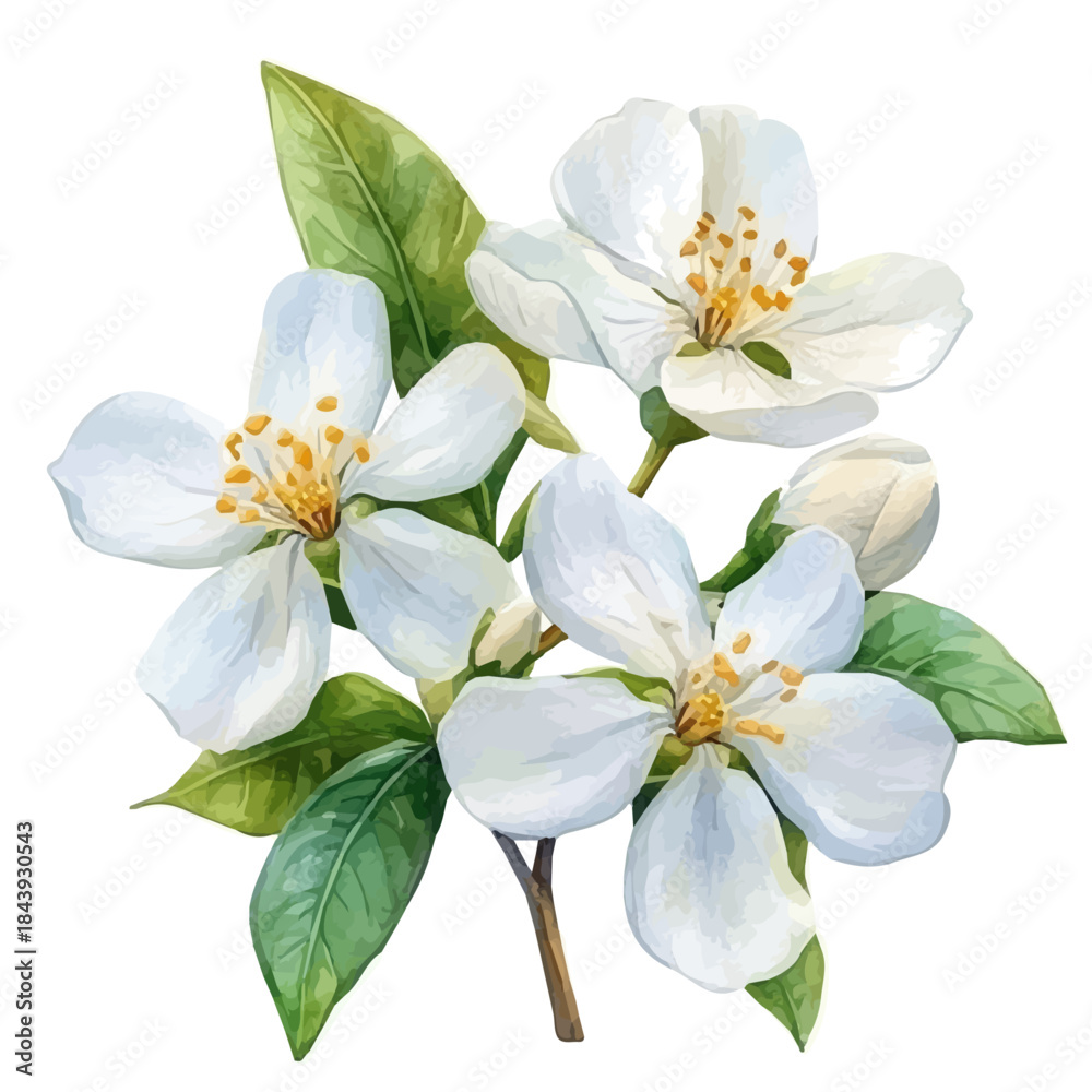 Obraz premium watercolor of Jasmine Flower graphic, isolated on a white background.