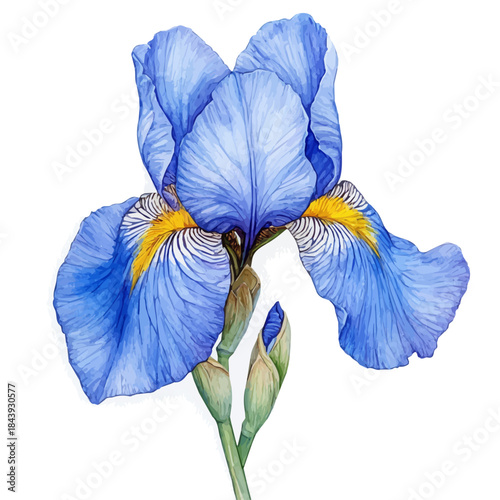 Iris Flower, charming watercolor vector with soft tones and graceful design, isolated on a white background.