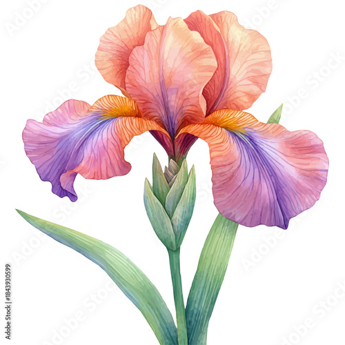 watercolor graphic of Iris Flower, isolated on a white background.