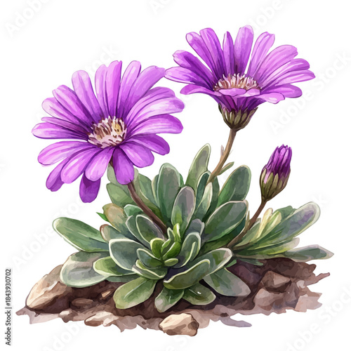 Ice Plant Flower, beautiful watercolor illustration with vivid colors and detailed vector style, isolated on a white background.
