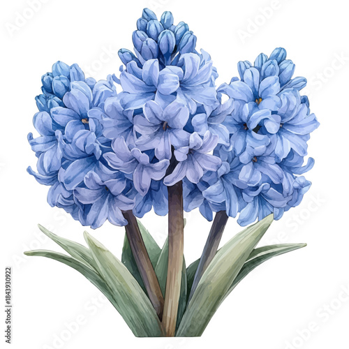 Hyacinth Flower, beautiful watercolor illustration with vivid colors and detailed vector style, isolated on a white background.