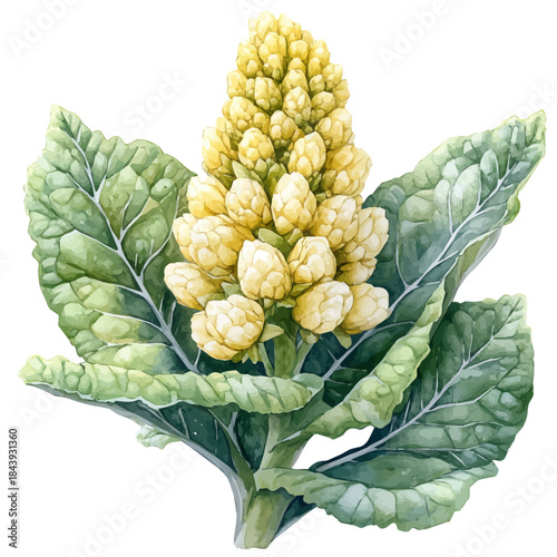 Gunnera Flower, charming watercolor vector with soft tones and graceful design, isolated on a white background.