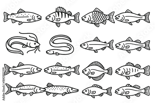 Aquatic Species Icons. Line style icons of aquatic species: trout, perch, carp, salmon; catfish, eel, herring, cod; sturgeon, pike