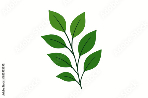 Minimalist Botanical Leaves. Minimalist botanical arrangement of fresh green leaves placed vector illustration on a clean white