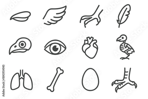 Bird Anatomy Icons. Line style icons of bird anatomy: beak, wing, claw, feather; skull, eye, heart, skeleton; lung, hollow bone,