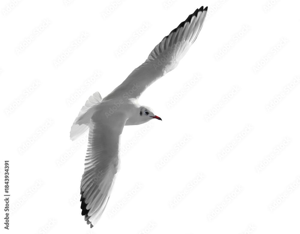 Fototapeta premium Seagull in flight, common black-headed gull, Larus ridibundus, isolated on white background, clipping path