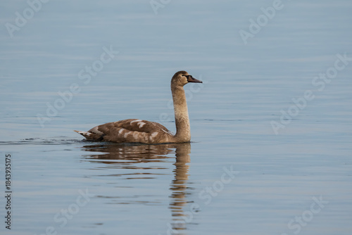 Billede på lærred A young, light brown Mute Swan cygnet with a long neck gracefully swims on the calm, blue-grey surface of a tranquil lake with reflections