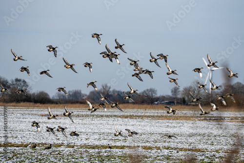 Ein Schwarm Enten startet zum Flug von einem gefrorenen Feld