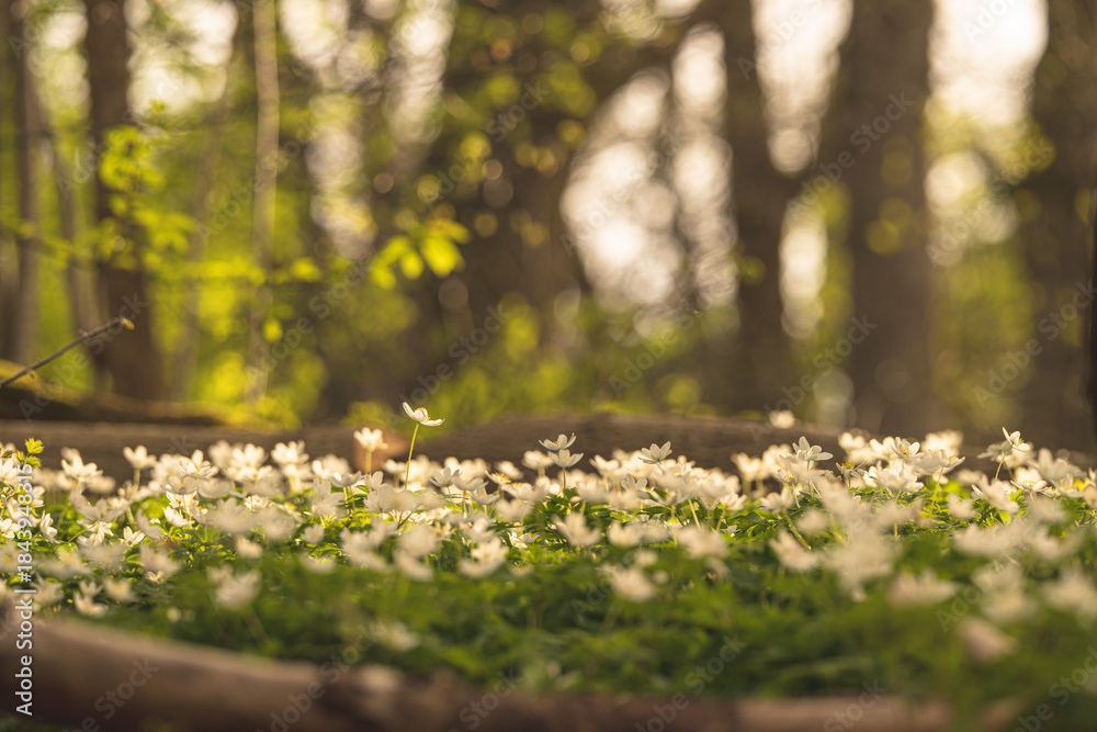 Naklejka premium Wood anemone Anemone nemorosa glowing in warm spring forest sunlight.