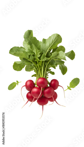Fresh red radish bunch with green leaves on transparent background