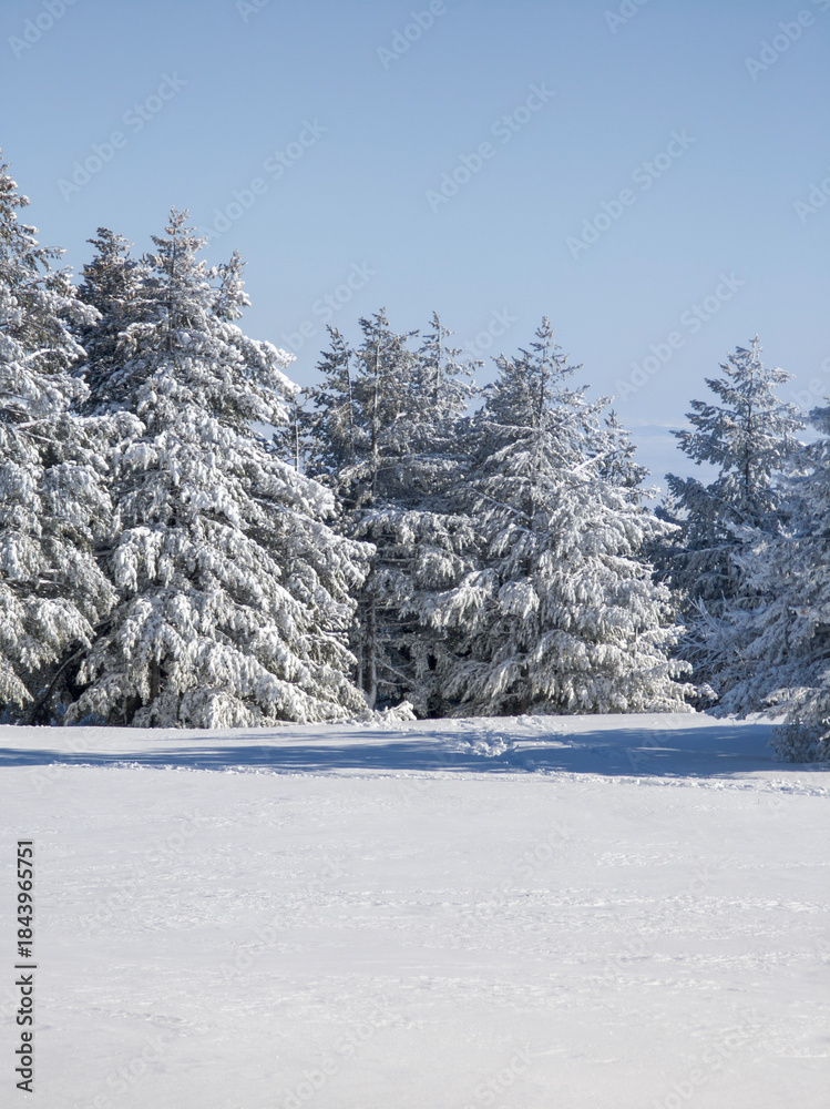Fototapeta premium Winter Landscape of Vitosha Mountain, Bulgaria