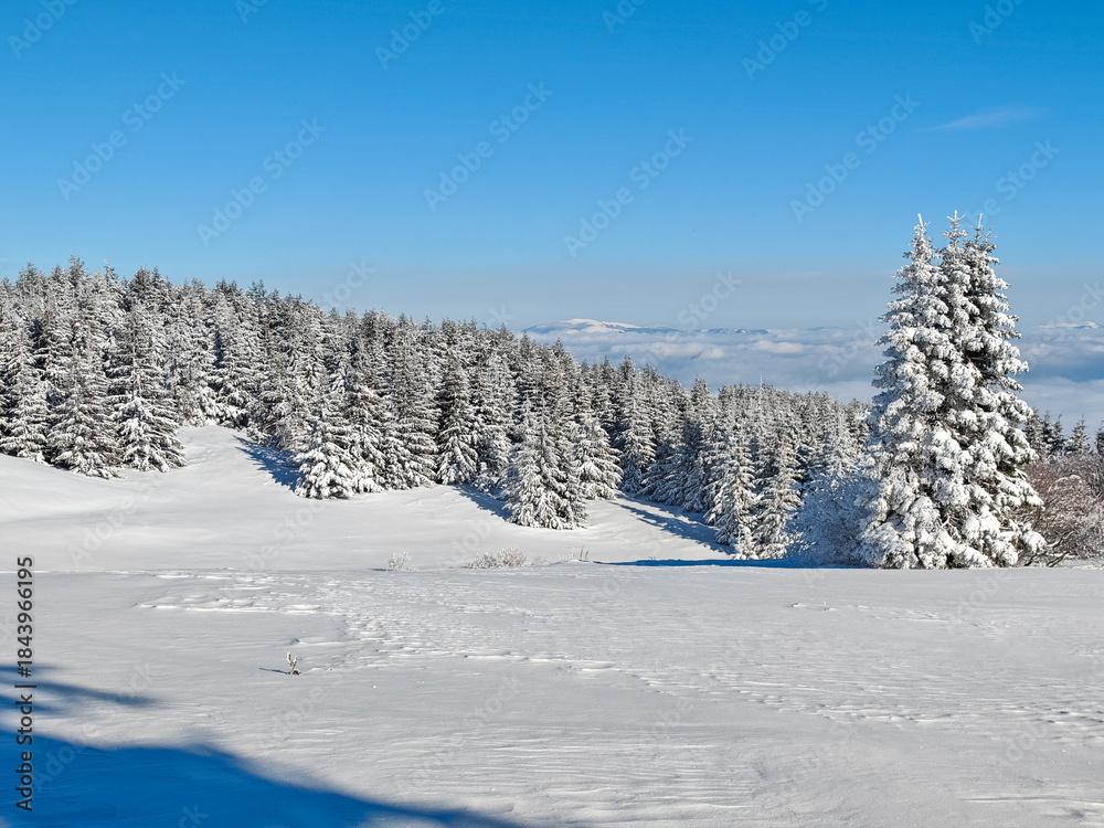 Obraz premium Winter Landscape of Vitosha Mountain, Bulgaria