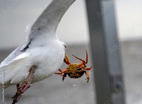 Eine Silbermöwe fliegt mit einer gefangenen Nordseekrabbe im Schnabel davon