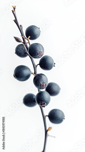 chokeberry isolated on white background