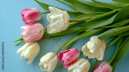 A bouquet of fresh tulips with various shades of pink and white, sitting on a blue surface against a grey background.