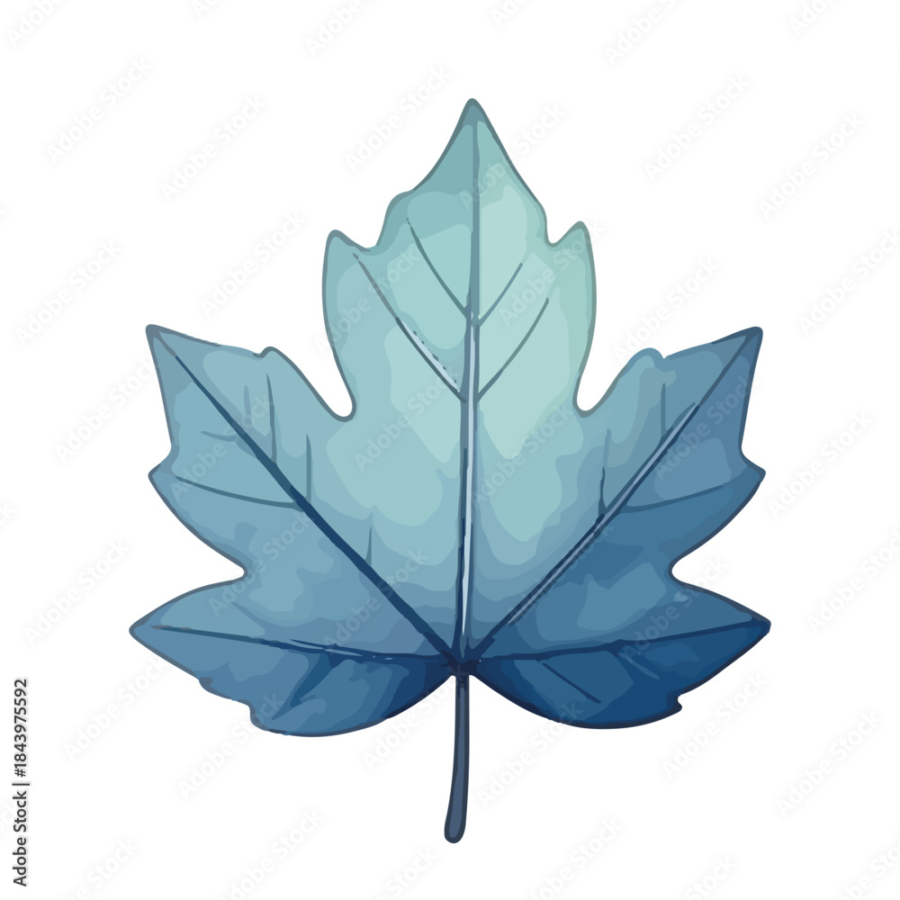 Fototapeta premium Autumn maple leaf isolated on white background with natural colors and texture