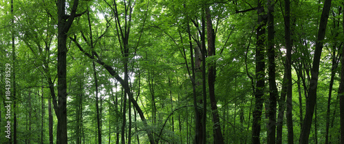 Wide Panoramic View of a Dense, Lush Green Deciduous Forest in Summer, Featuring Tall Tree Trunks and a Canopy of Bright Green Leaves