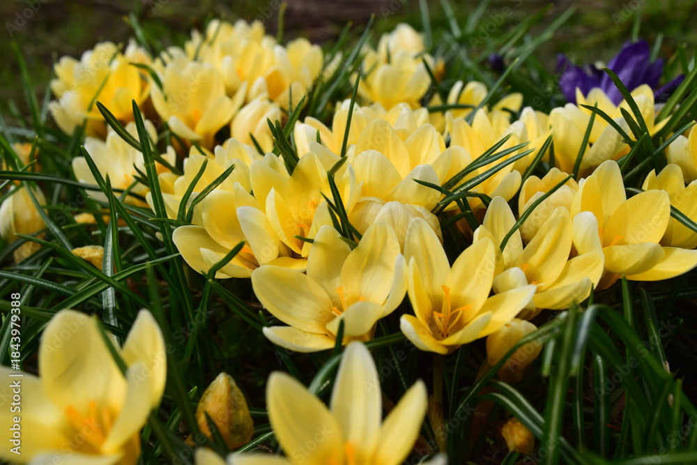 Obraz premium Cream beauty crocus flowers close up