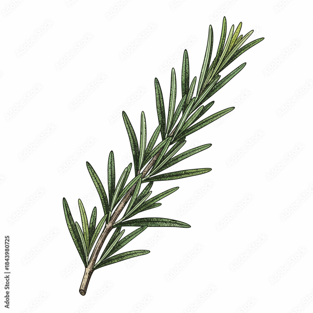 Fototapeta premium Detailed illustration of a single sprig of rosemary herb on white
