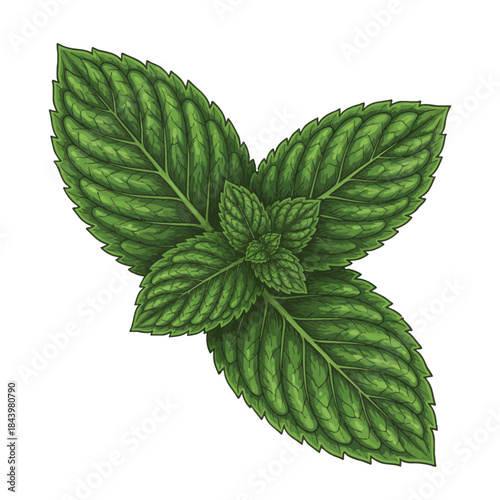 Detailed illustration of vibrant green mint leaves viewed from above
