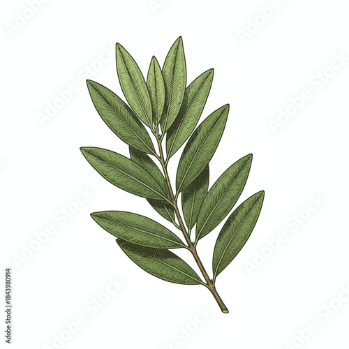 Engraved illustration of a green olive branch with elongated narrow leaves against a white background