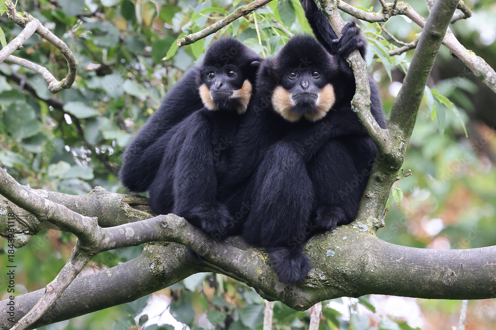 Fototapeta premium Yellow-cheeked gibbon (Nomascus gabriellae), also called the golden-cheeked gibbon on tree branch