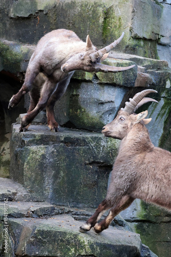 Φωτογραφία two Alpine Ibex capri ibex ) in the wild