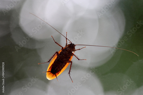 a closeup shot of a Cockroache on a window with a blurred background