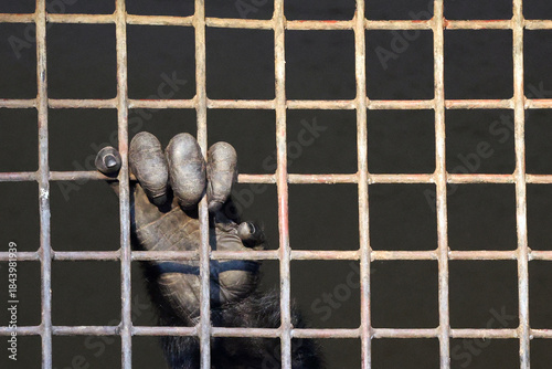 monkey hand in the cage close up