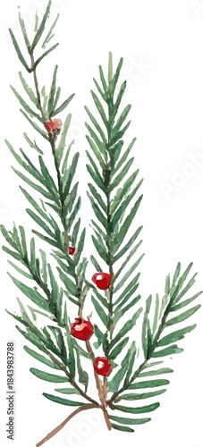 Botanical illustration of a sprig with green needles and red berries, resembling a Christmas decoration