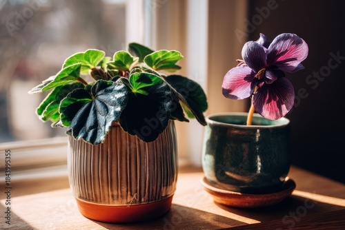 Plants are placed on a wooden table near a window with bright sunlight shining through in the afternoon