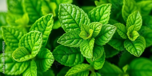 Close-up of several fresh mint leaves, hand-drawn style, delicate lines,   detail,   herbal