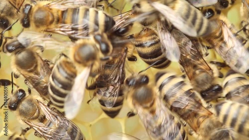 Dance of a bee on a honeycomb.
Individual bees with their special movements (dances) report on the area where there are honey plants.
