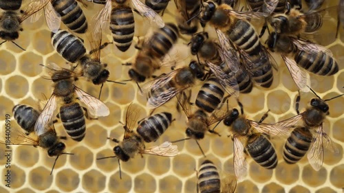 Dance of a bee on a honeycomb.
Individual bees with their special movements (dances) report on the area where there are honey plants.
